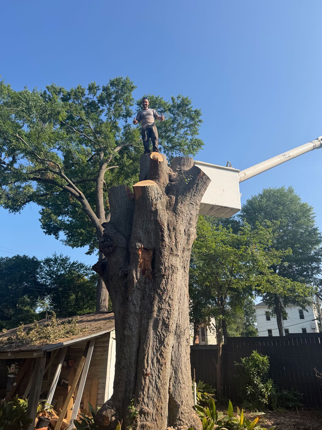 Person standing on top of a tall tree stump in a sunny yard with a house and trees in the background Person standing on top of a tall tree stump in a sunny yard with a house and trees in the background