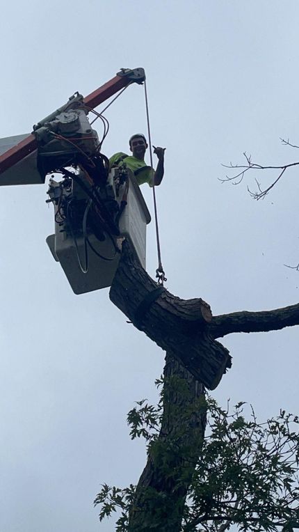 Tree trimmer in a cherry picker cutting large branches high above the ground Tree trimmer in a cherry picker cutting large branches high above the ground