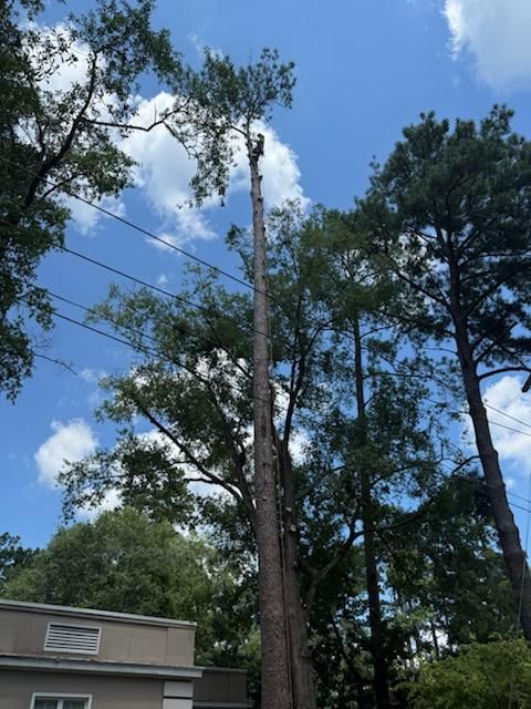 Tall pine trees against a blue sky with clouds above a house roofline Tall pine trees against a blue sky with clouds above a house roofline