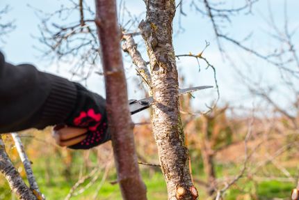 Gloved hand pruning a tree branch in an orchard on a sunny day Gloved hand pruning a tree branch in an orchard on a sunny day
