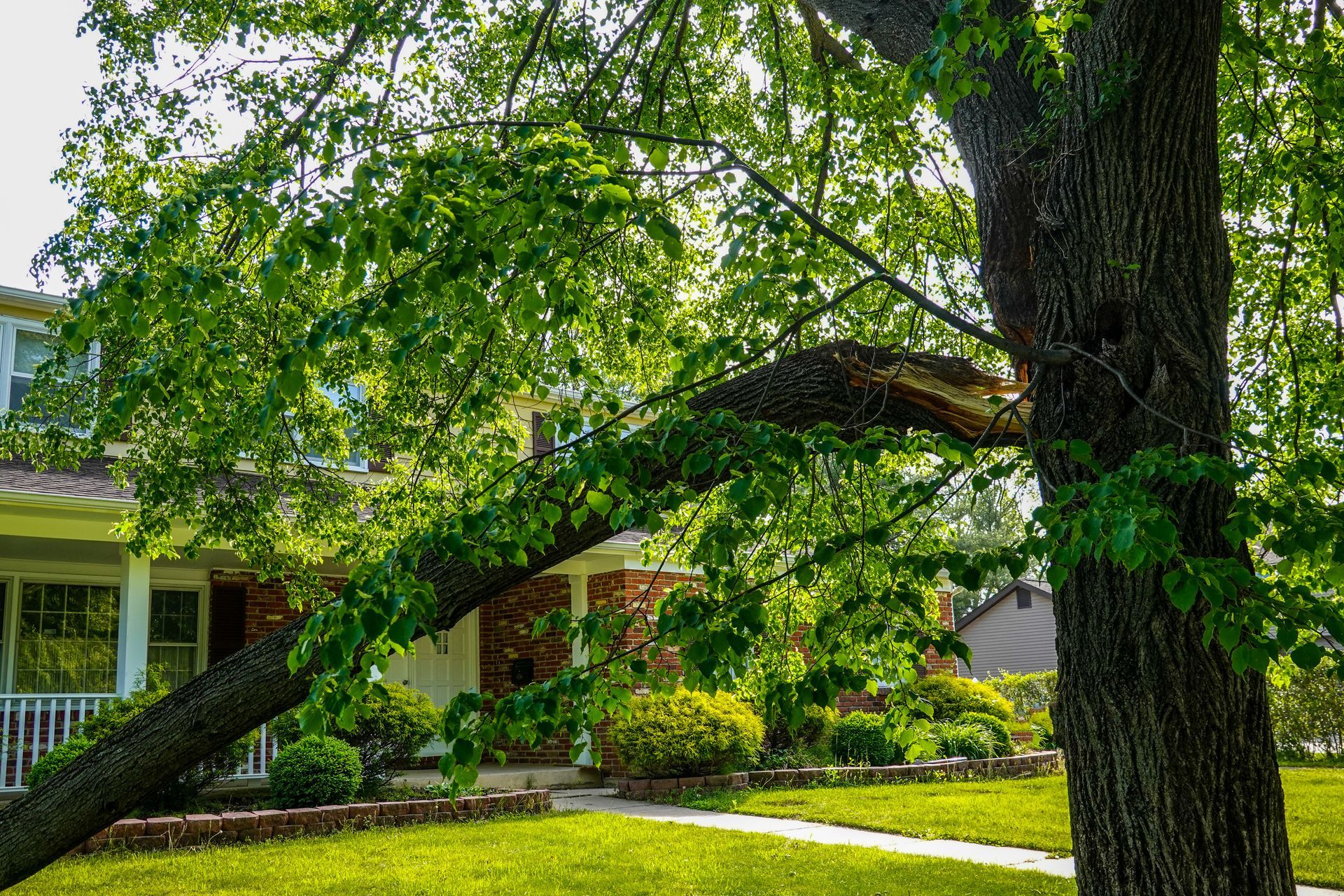 Arborist trimming a large tree branch in a suburban yard, wearing safety gear and helmet.