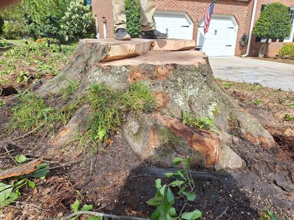 Large tree stump in a yard with a person’s legs visible behind it, near a driveway and houses. Large tree stump in a yard with a person’s legs visible behind it, near a driveway and houses.