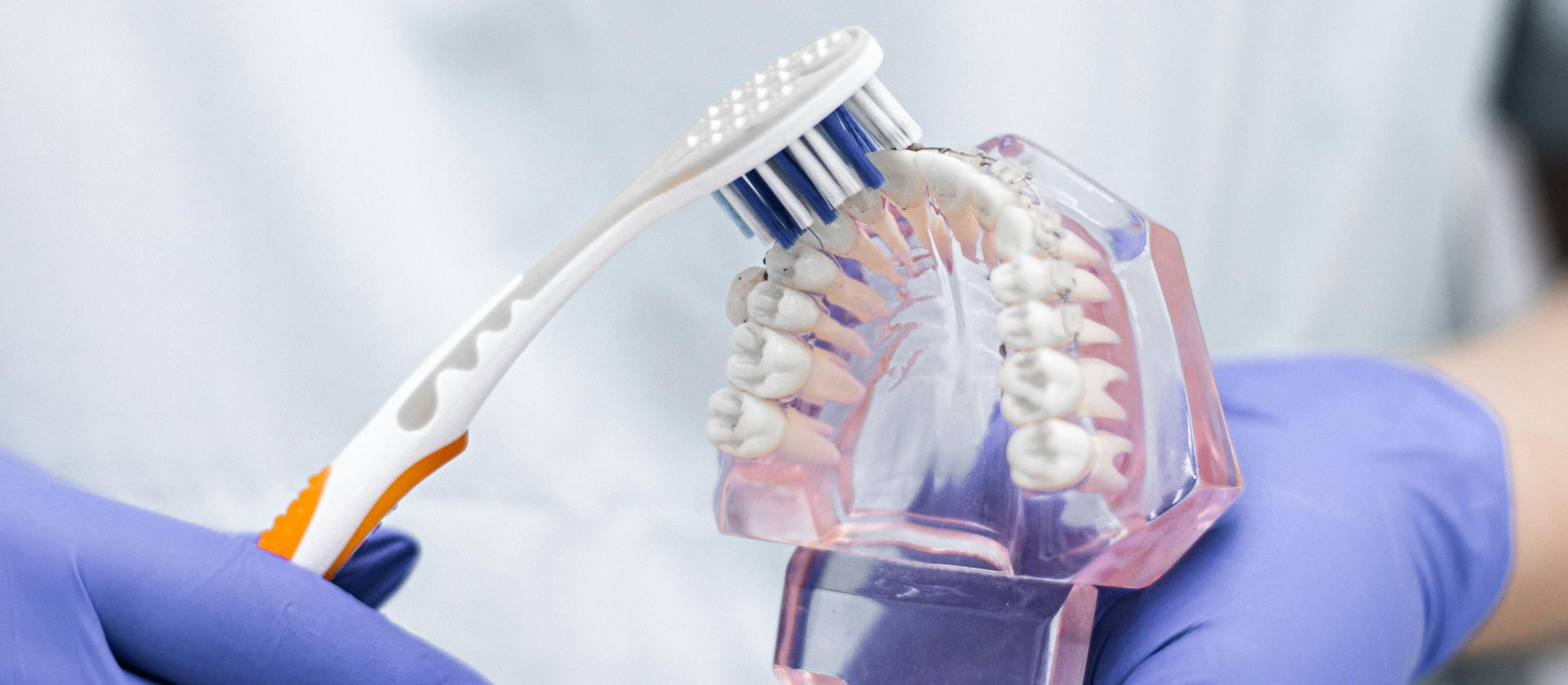 Gloved hand brushing a model of teeth and gums with a toothbrush