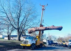 Crane Removing Trees