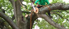 A man is cutting a tree branch with a chainsaw.