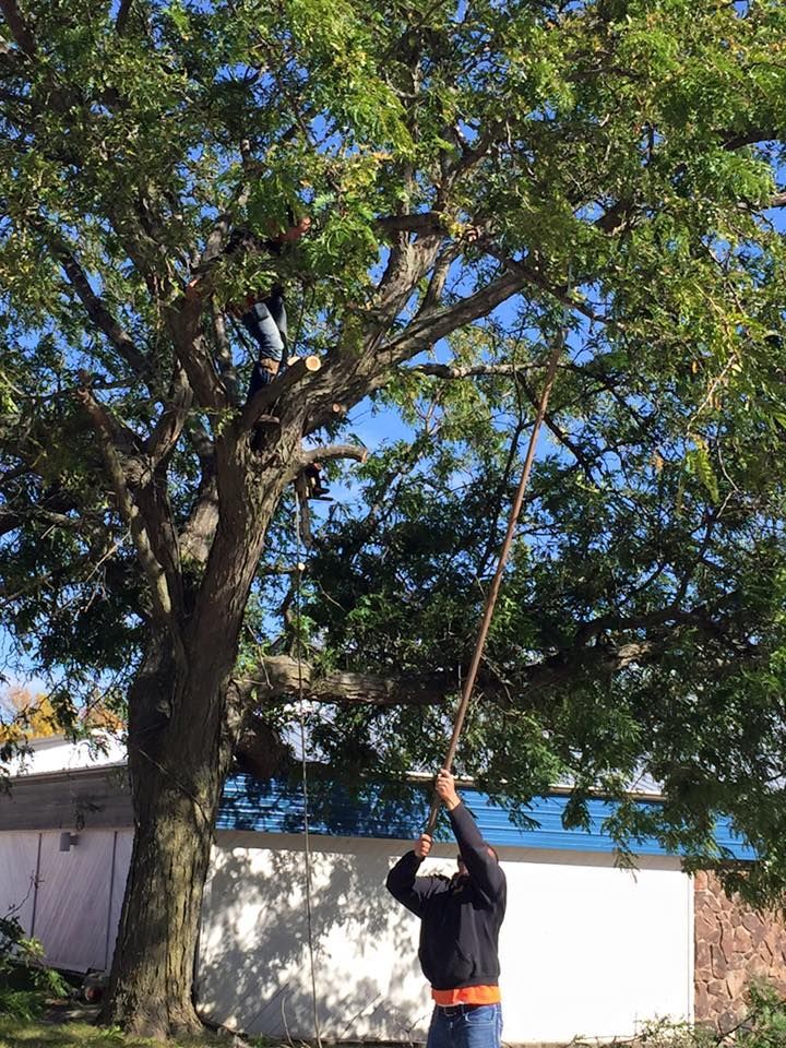 Tree Trimming | Cedar Rapids, IA | Breeden Tree Service