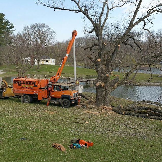 Tree Removal | Cedar Rapids, IA | Breeden Tree Service