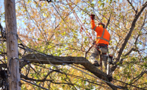 Tree Cabling | Cedar Rapids, IA | Breeden Tree Service