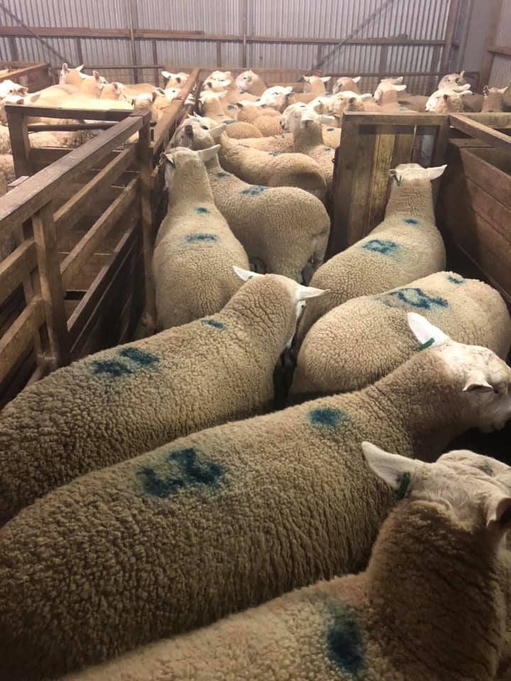 Group of bauer