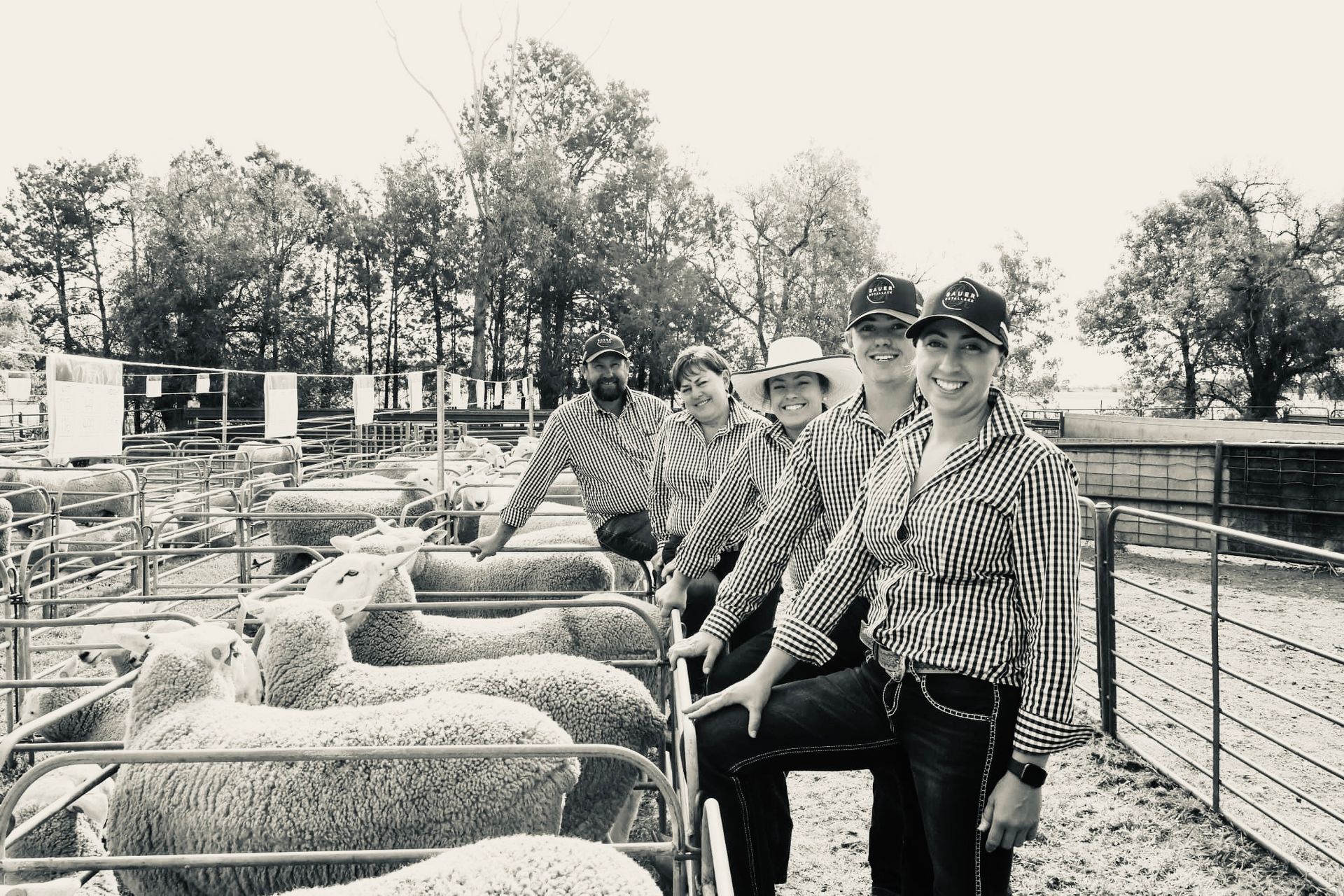 Ewes