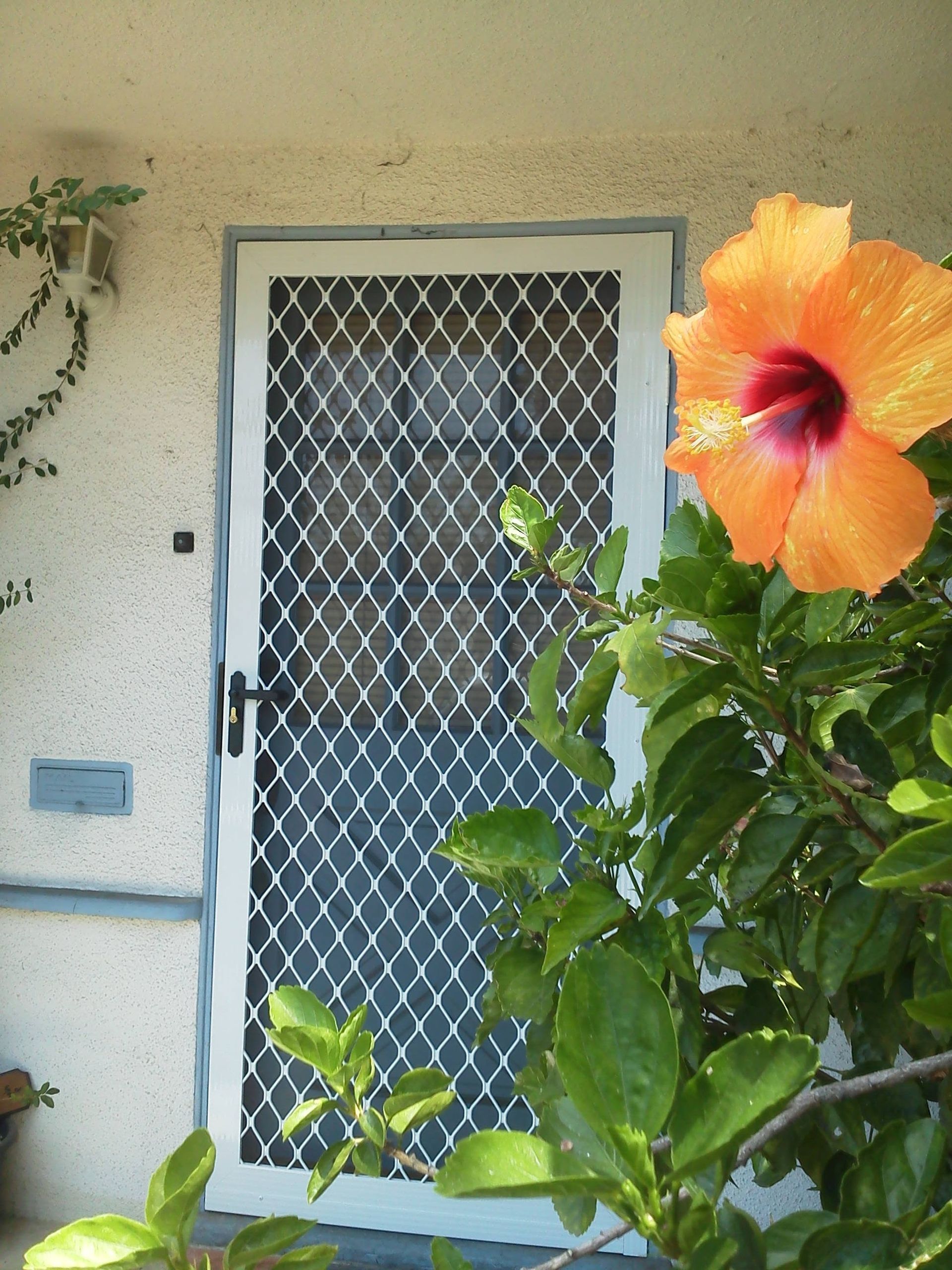 Orange hibiscus flower beside a white mesh screen door on a house exterior