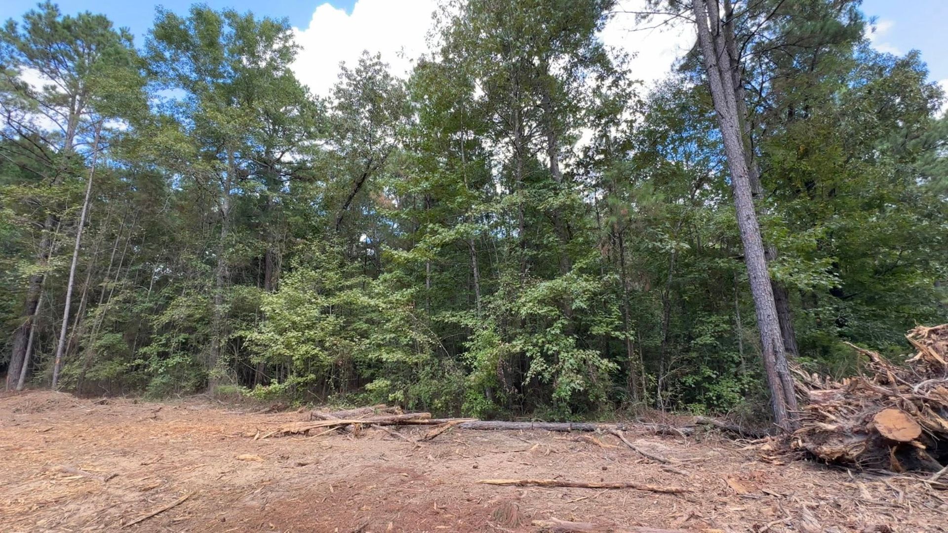 Dirt clearing next to lush green trees under a bright blue sky.