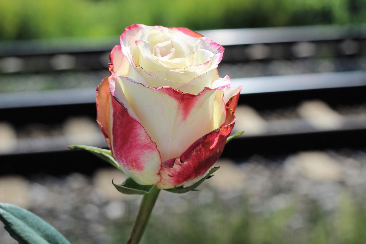 White and red rose symbolizing remembrance, compassion, and awareness in a memorial setting