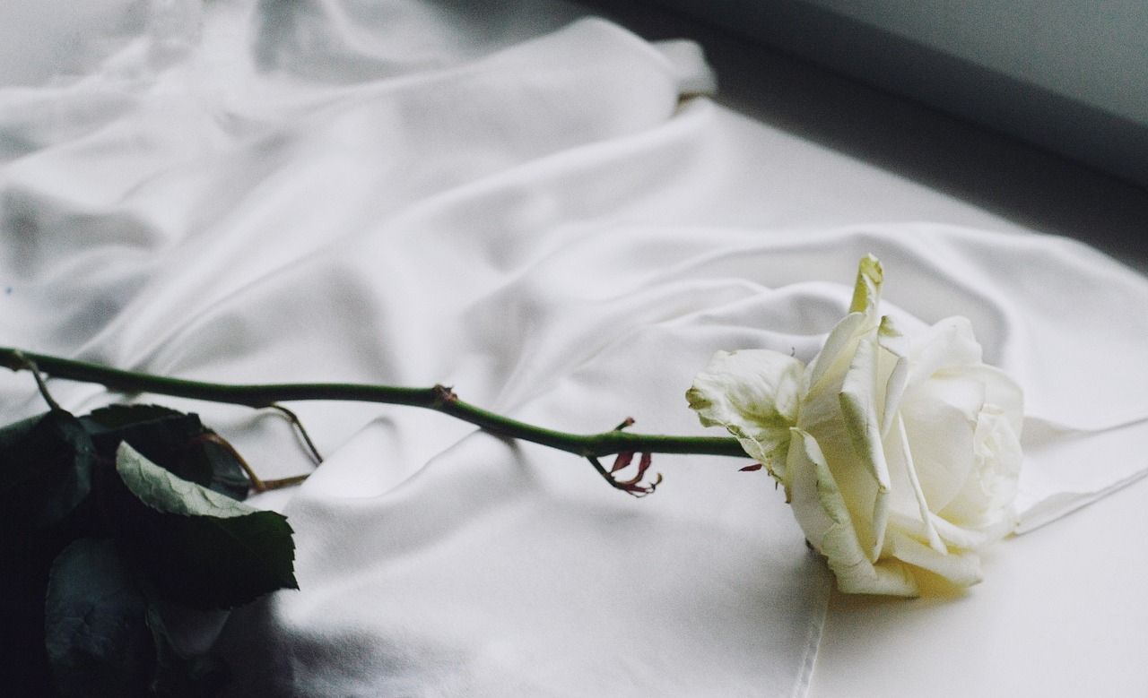 Vintage-style white rose in soft focus evoking purity, remembrance, and timeless grace.