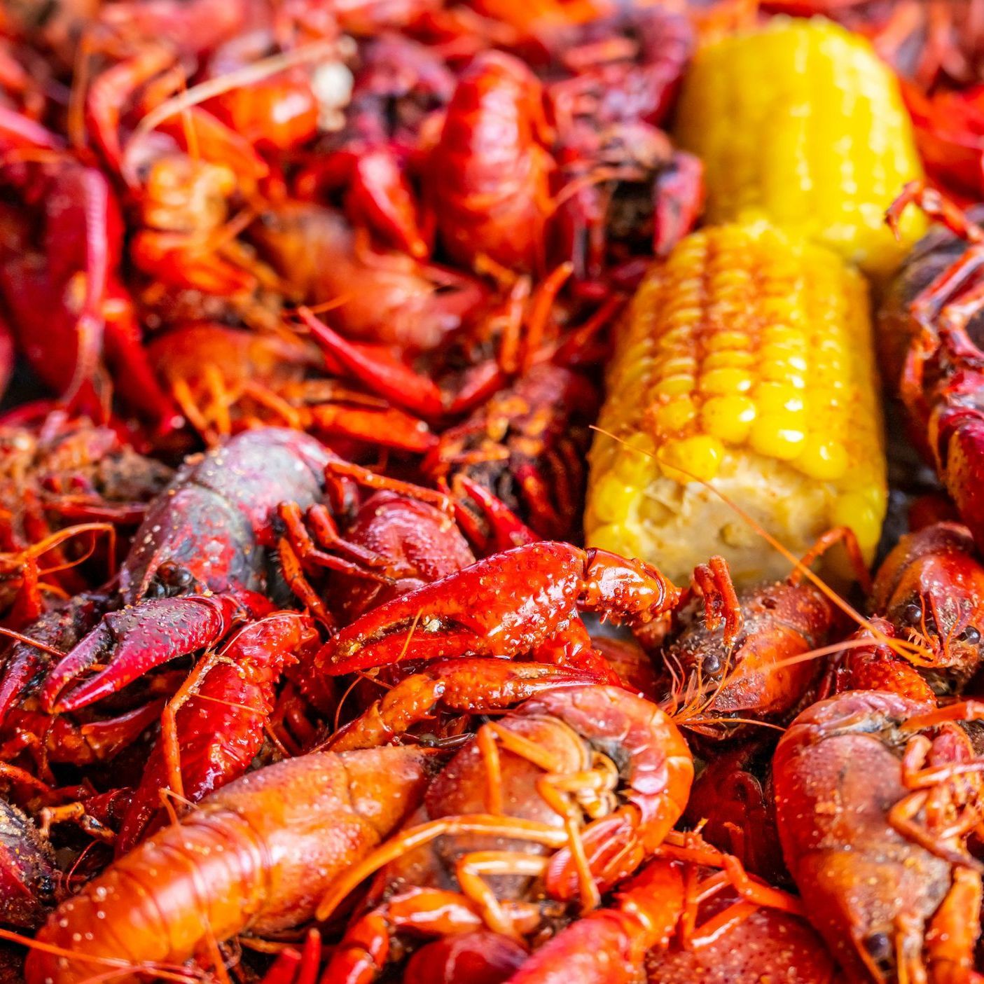 Crawfish boil with bright red crawfish and yellow corn on the cob.