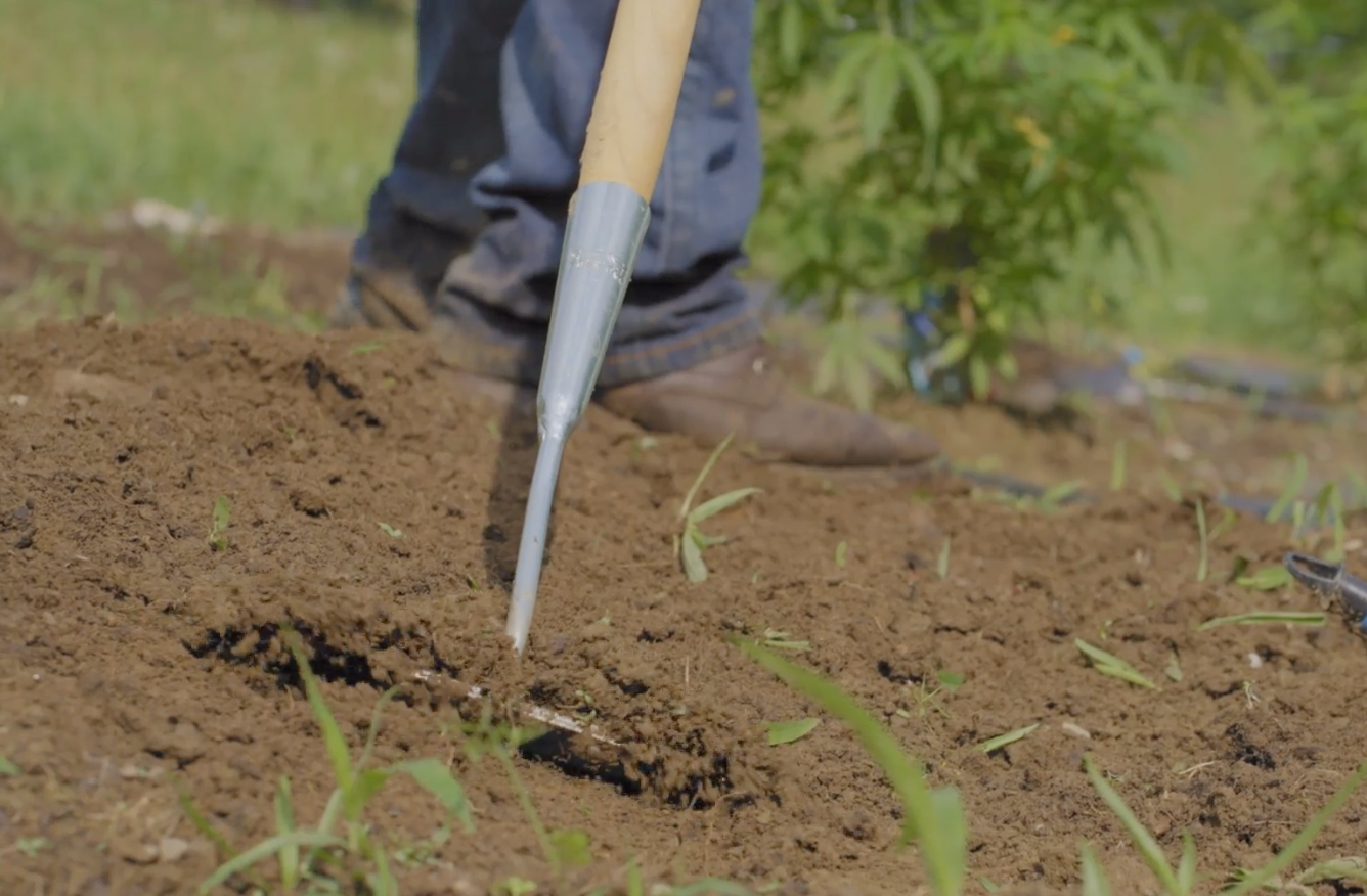 A person is digging in the dirt with a shovel.