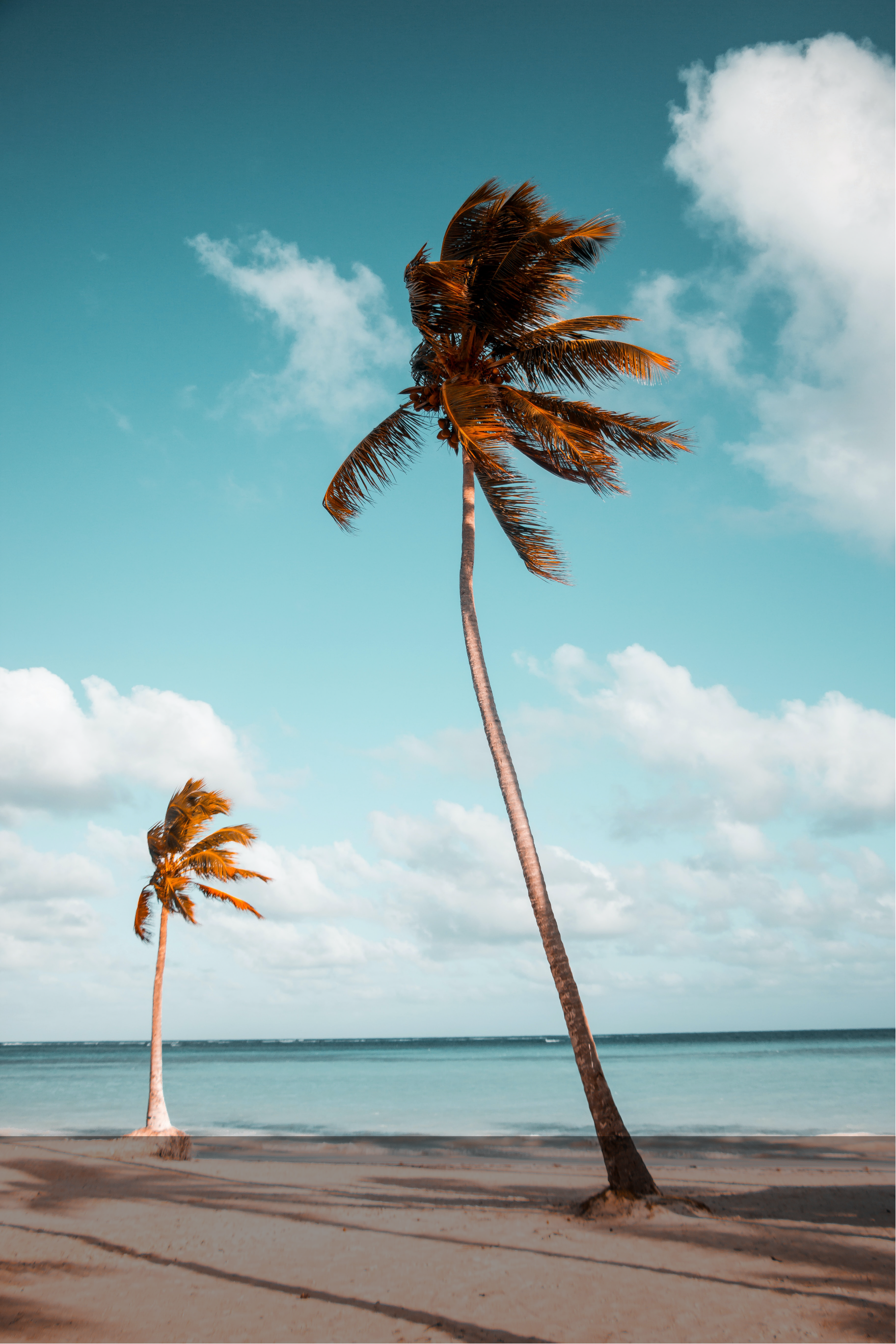 Palm trees