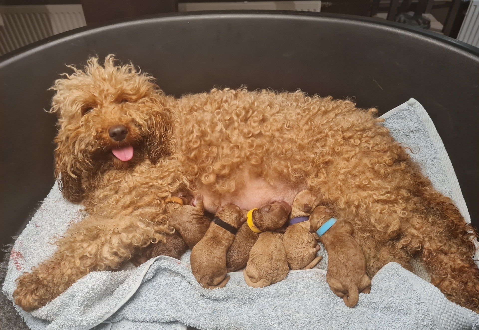 Bruine, pluizige hond ligt in een mandje met twee knuffels, zijn tong uitgestoken.
