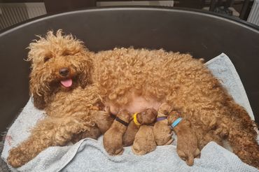 Een krullende bruine hond lag opgerold in een hondenmand met twee kleine knuffels en zijn tong uitgestoken.