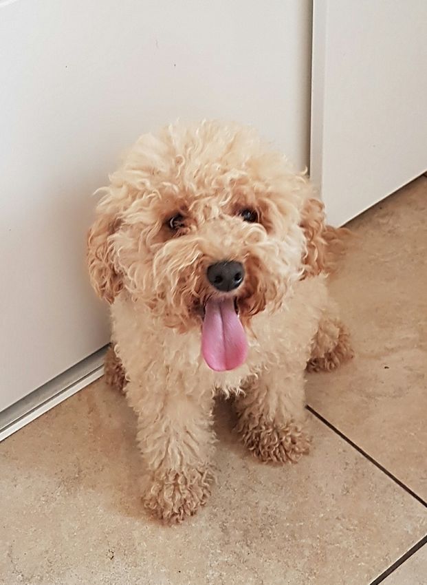 Een bruine hond met krullen zit op een tegelvloer met zijn tong uitgestoken, naast een witte muur en deur.