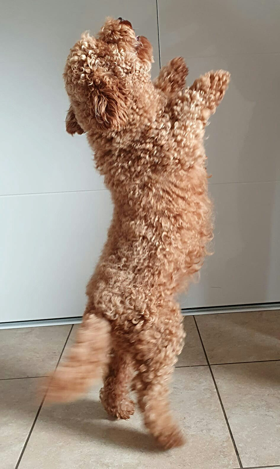 Een klein hondje met krullend haar staat rechtop op zijn achterpoten met zijn poten tegen een deur binnenshuis.