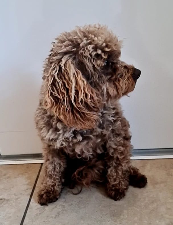 Krullende bruine hond zit binnen en kijkt naar links.
