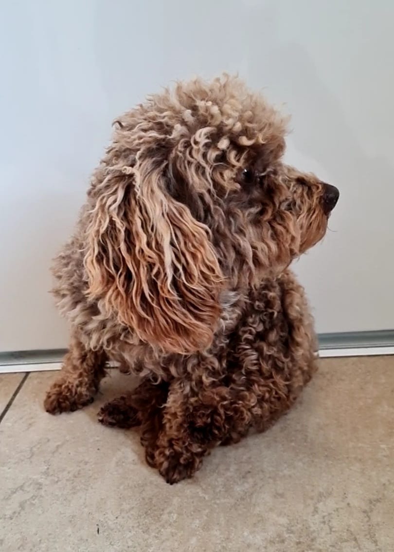 Een bruine hond met krullen zit op een tapijt, met zijn kop naar rechts tegen een lichte muur.