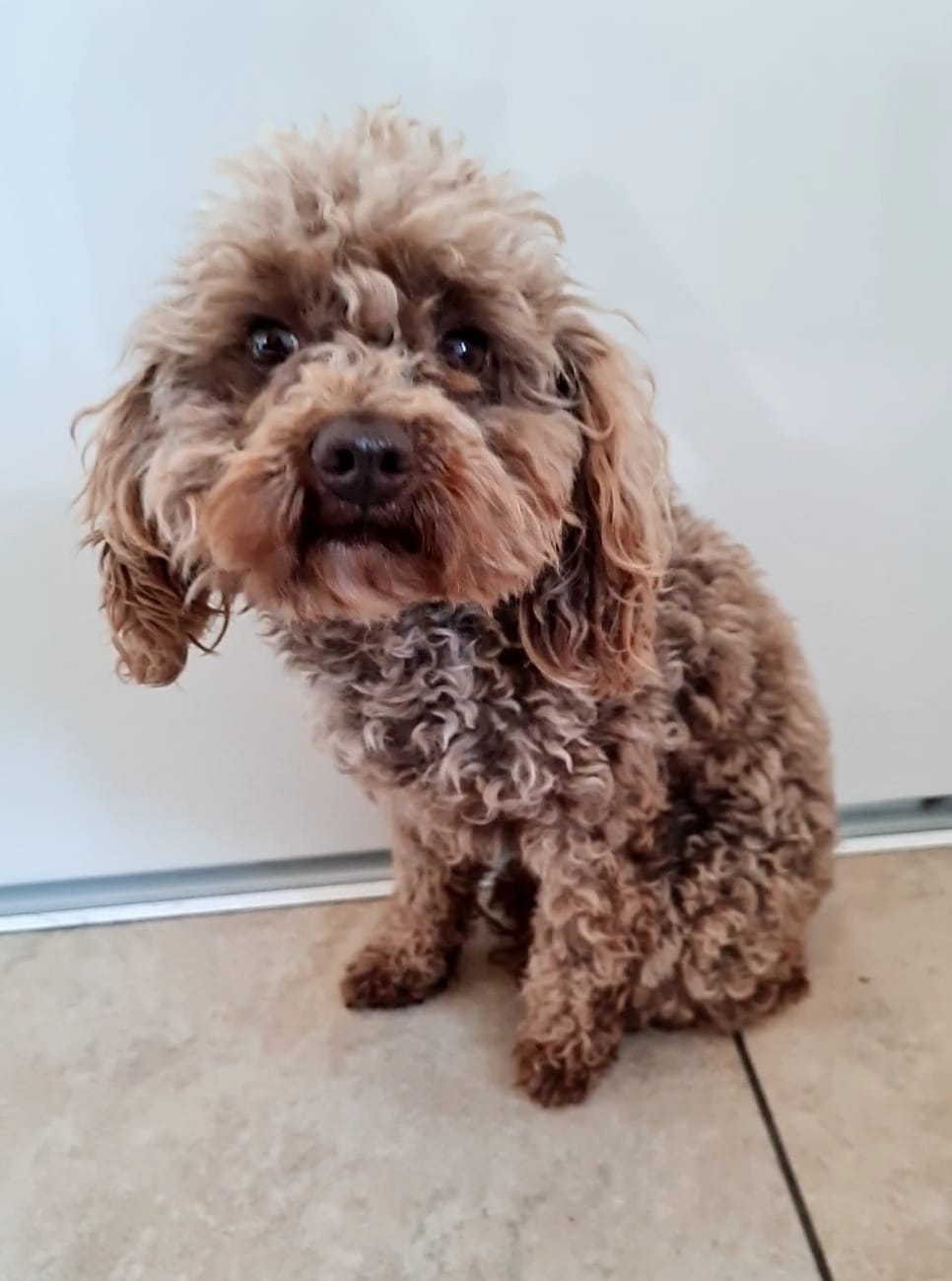 Een klein, krullend bruin hondje zit binnen op een lichte vloer en kijkt naar de camera.