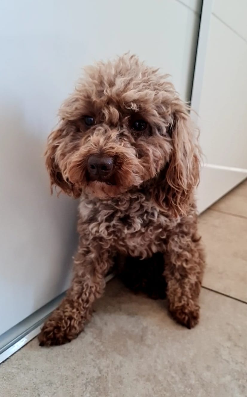 Een klein, krullend bruin hondje zit op een tapijt naast een witte muur en kijkt naar de camera.