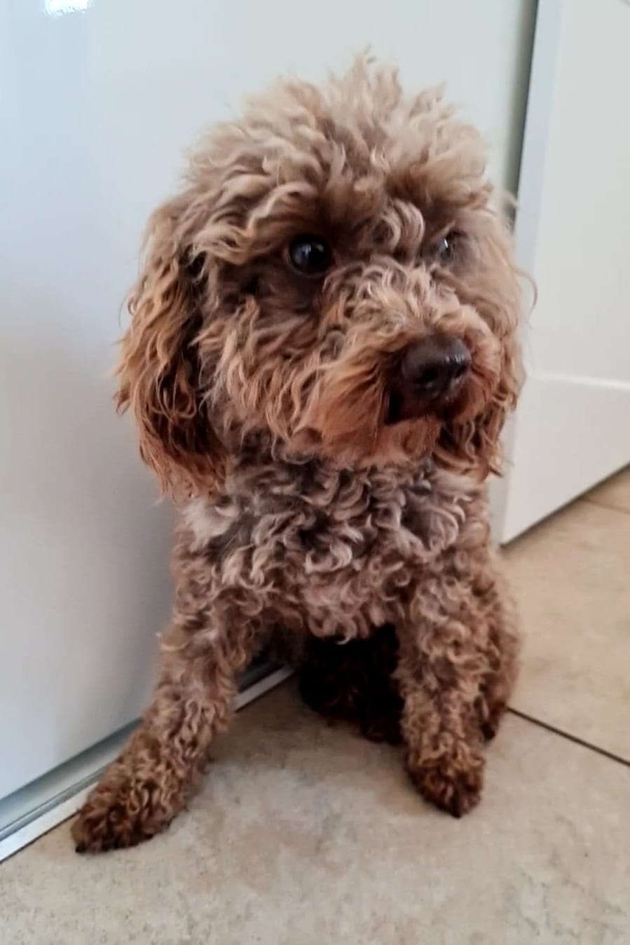 Een hond met bruine krullen zit bij een witte deur op een tegelvloer.