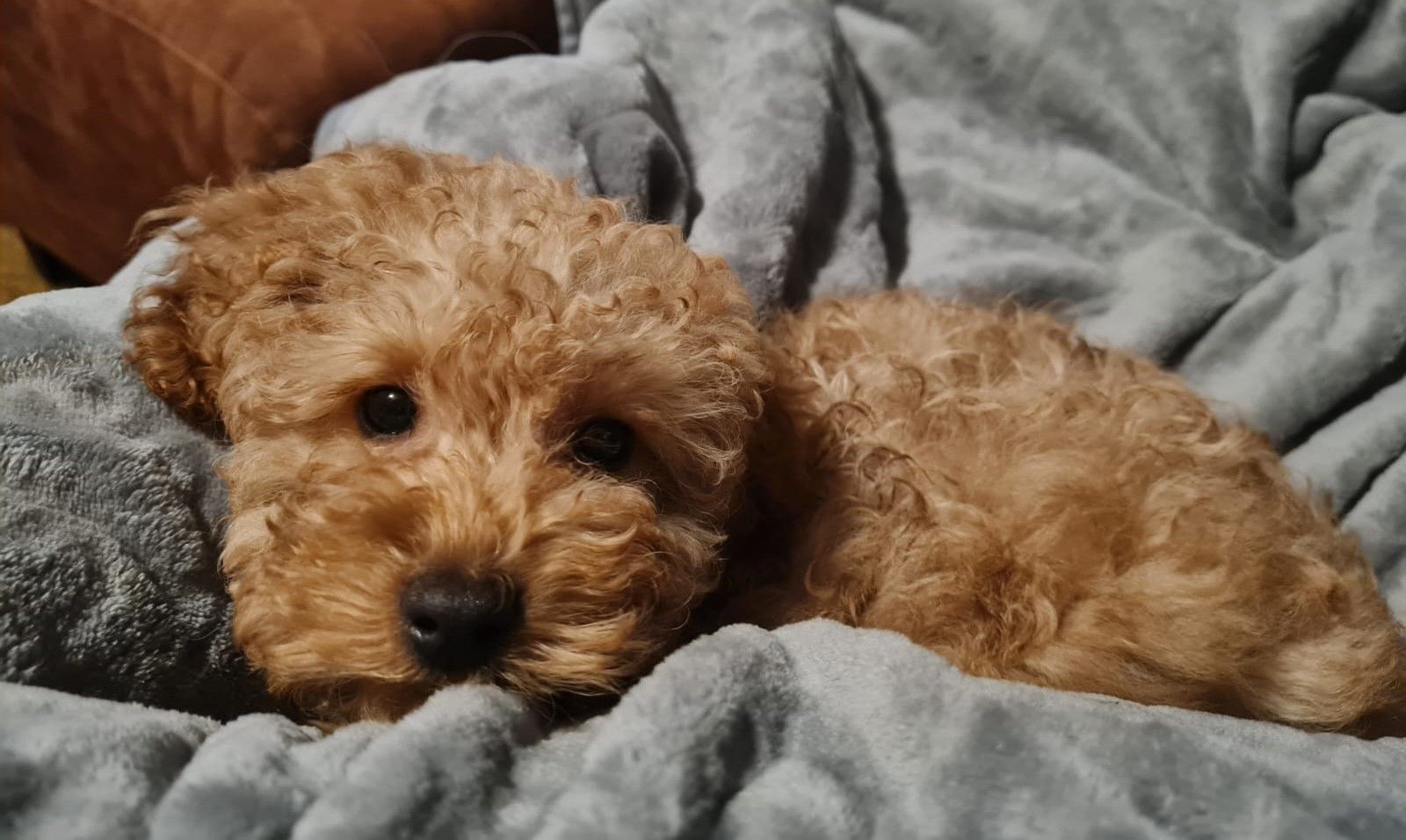 Een bruine puppy met krullen ligt op een grijze deken en kijkt naar de camera.