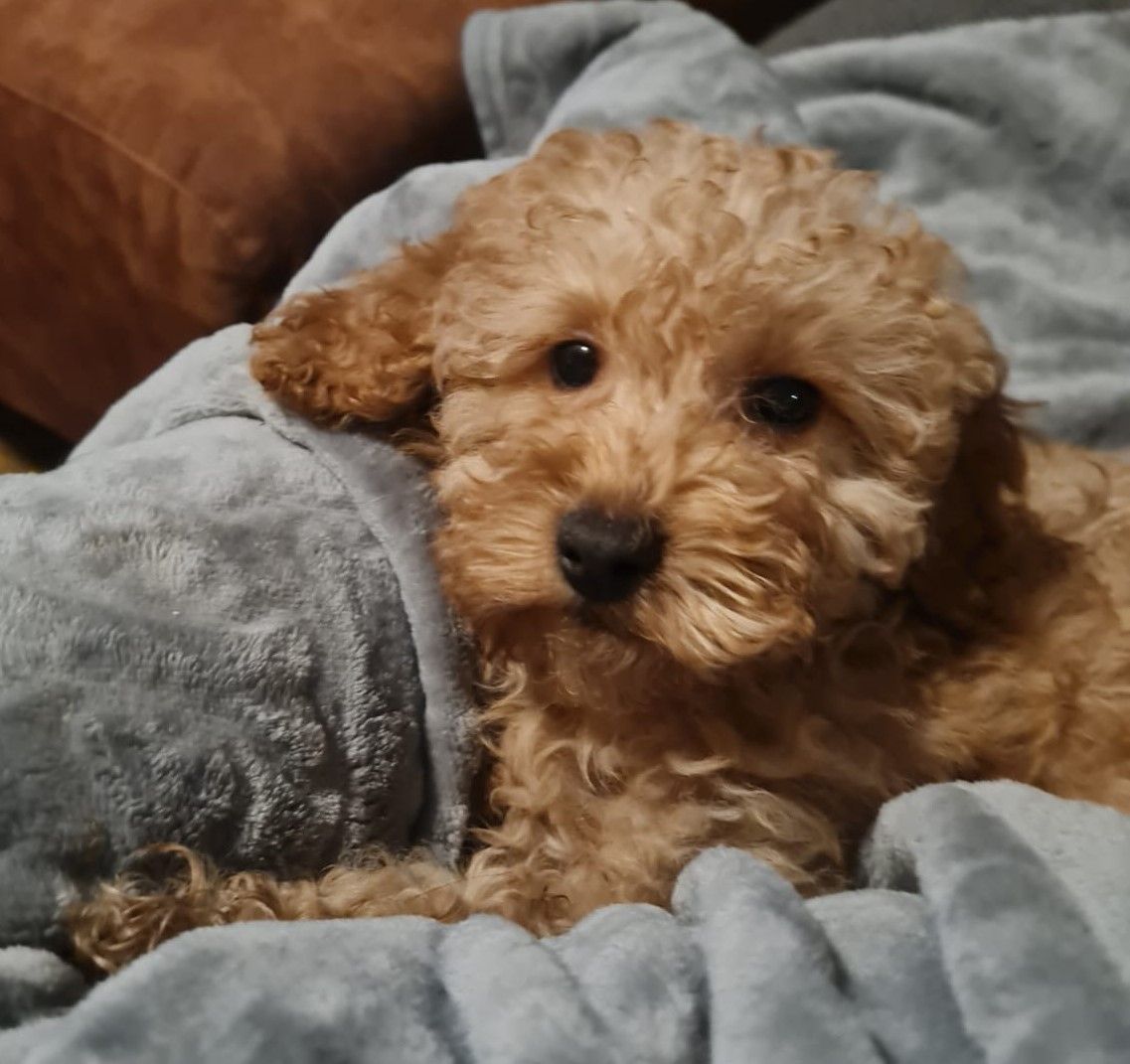 Een klein, bruin puppy met krullend haar ligt op een bank in een grijze deken en kijkt naar de camera.