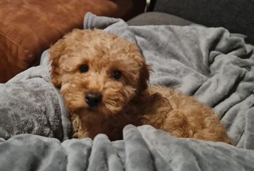 Een klein, krullend, lichtbruin puppy'tje ligt op een grijze deken met een bruine bank erachter.