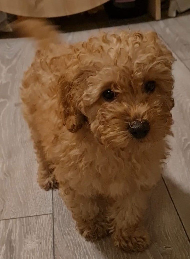 Een klein, pluizig, bruin puppy staat op een tegelvloer en kijkt omhoog naar de camera.