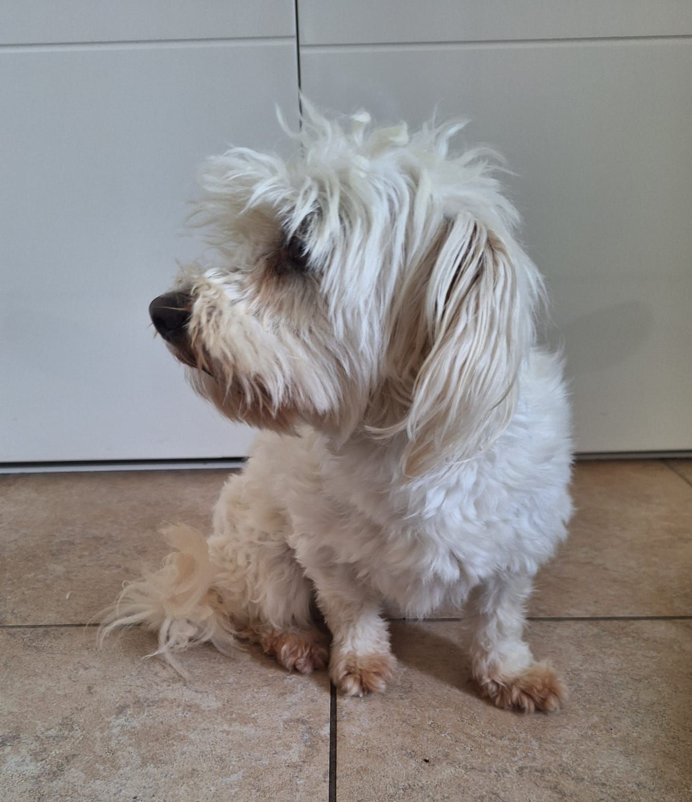 Een klein, wit, pluizig hondje zit op een tegelvloer en kijkt naar links, recht voor een deur.