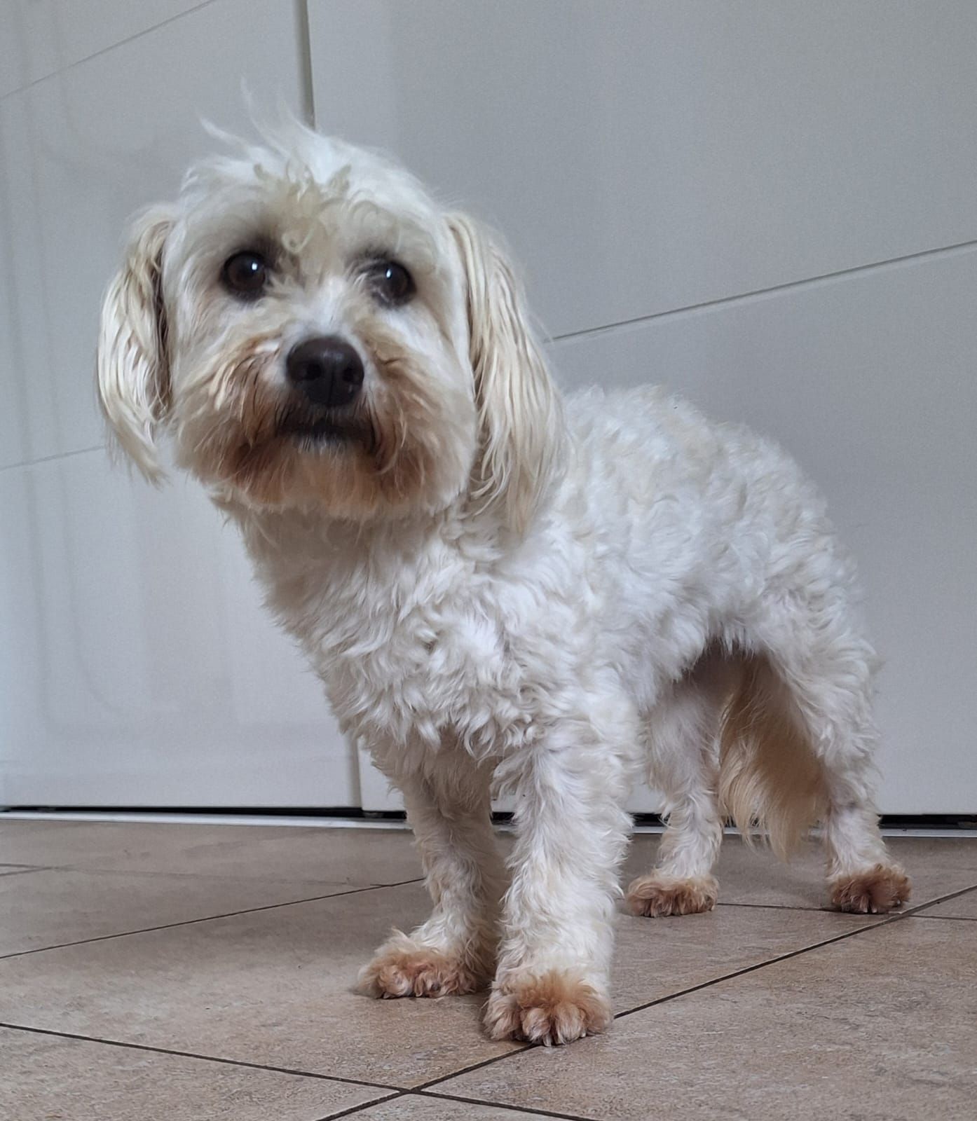 Een klein, wit, pluizig hondje staat op een tegelvloer voor een deur en kijkt naar de camera.
