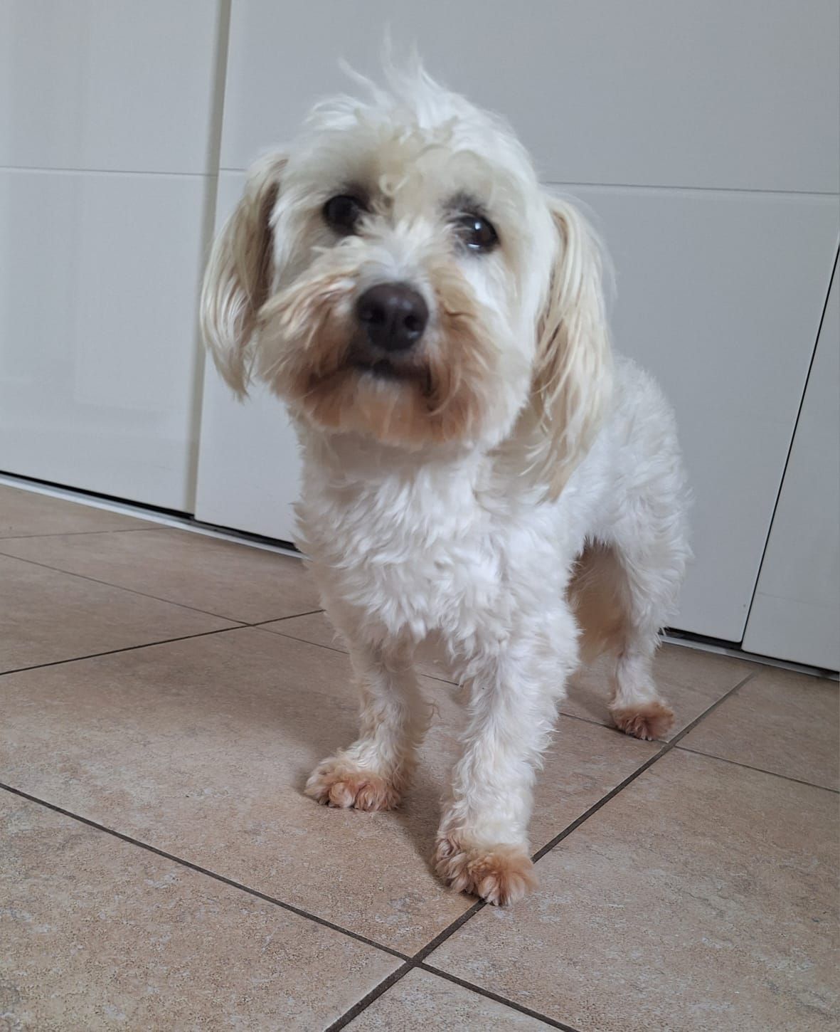 Een klein, wit, pluizig hondje staat binnen op een tegelvloer en kijkt naar de camera.