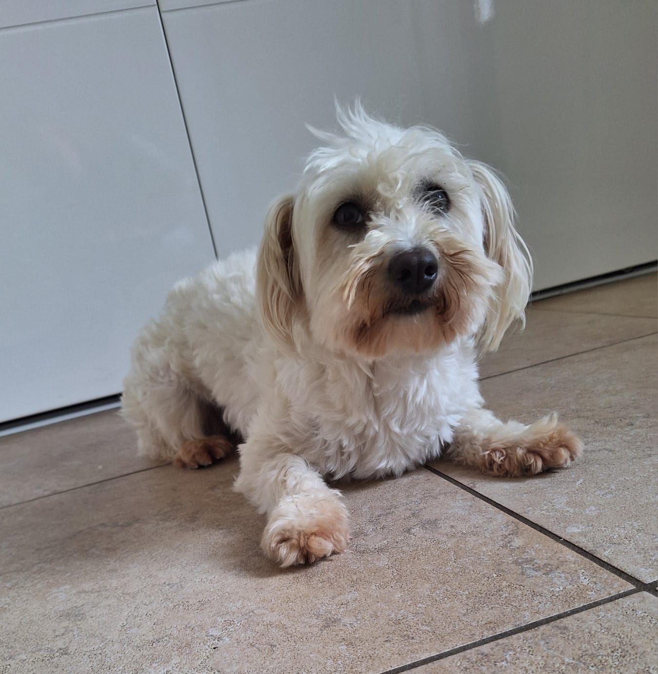 Een klein wit hondje ligt op een tegelvloer en kijkt naar de camera.