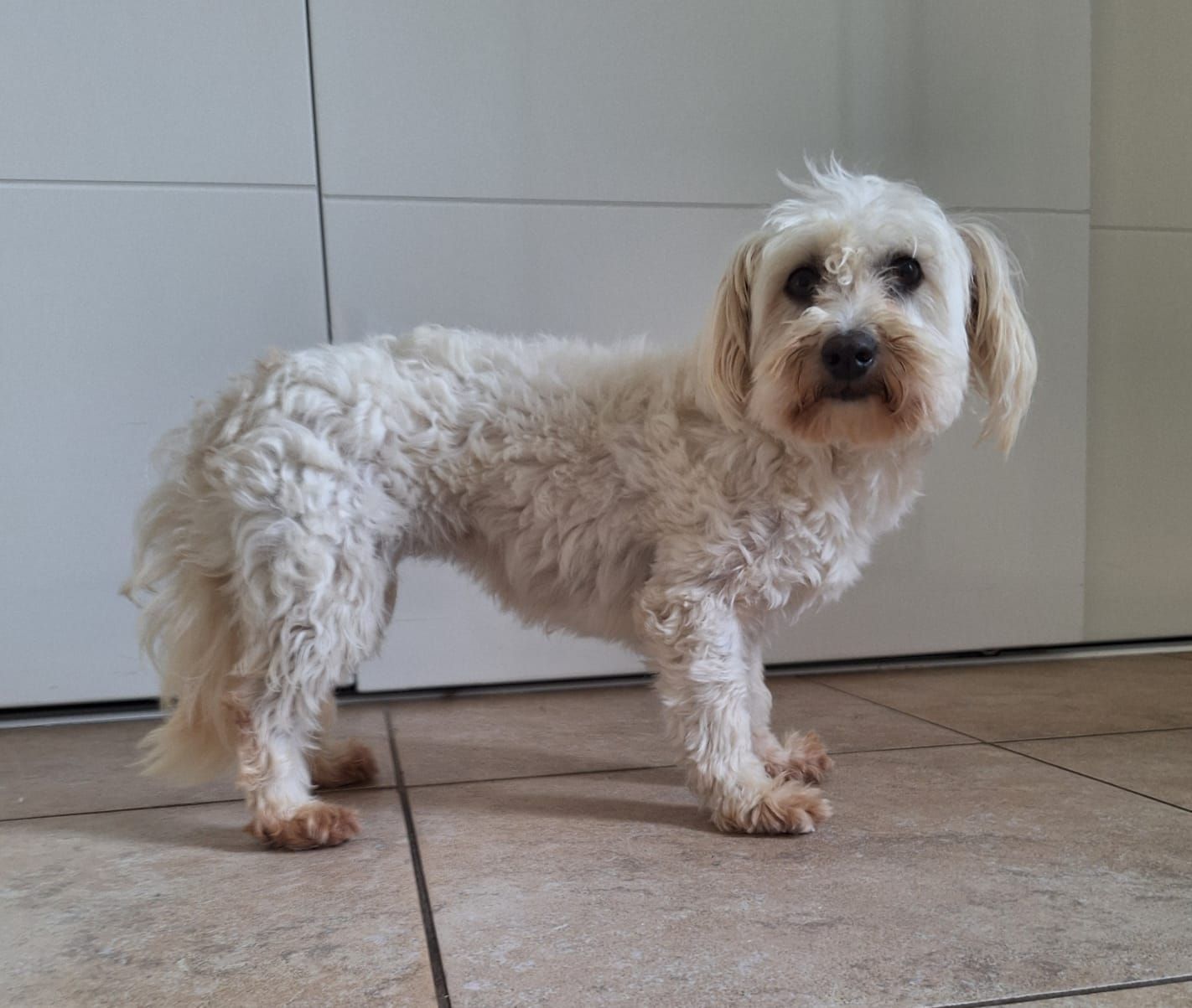 Een klein wit, pluizig hondje staat op een tegelvloer binnenshuis, tegen de lichte muur van een kast.