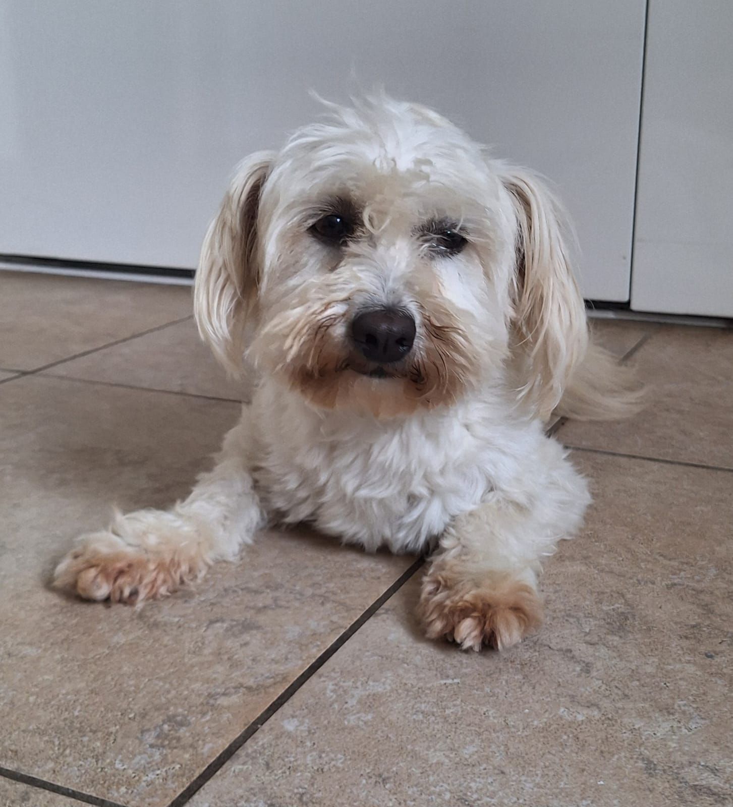 Een klein, pluizig wit hondje ligt op een tegelvloer en kijkt naar de camera.