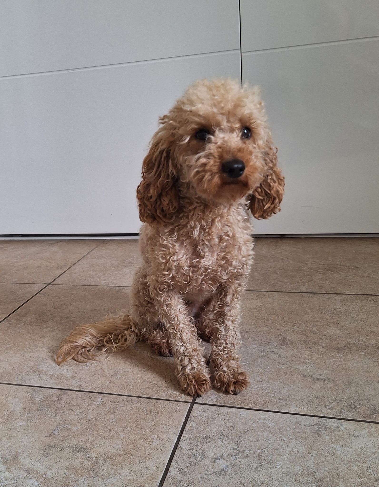 Een klein, krullend bruin hondje zit op een tegelvloer voor een witte muur.