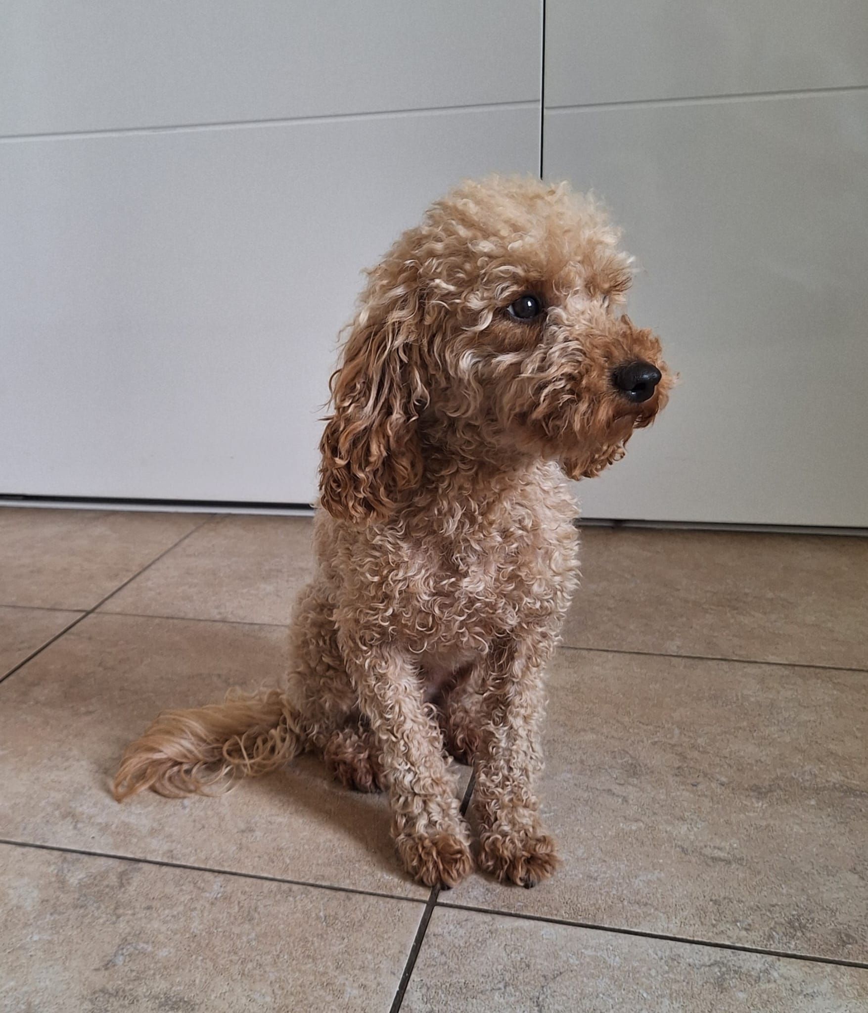 Een klein, bruin hondje met krullen zit op een tegelvloer tegen een lichtgekleurde muur.