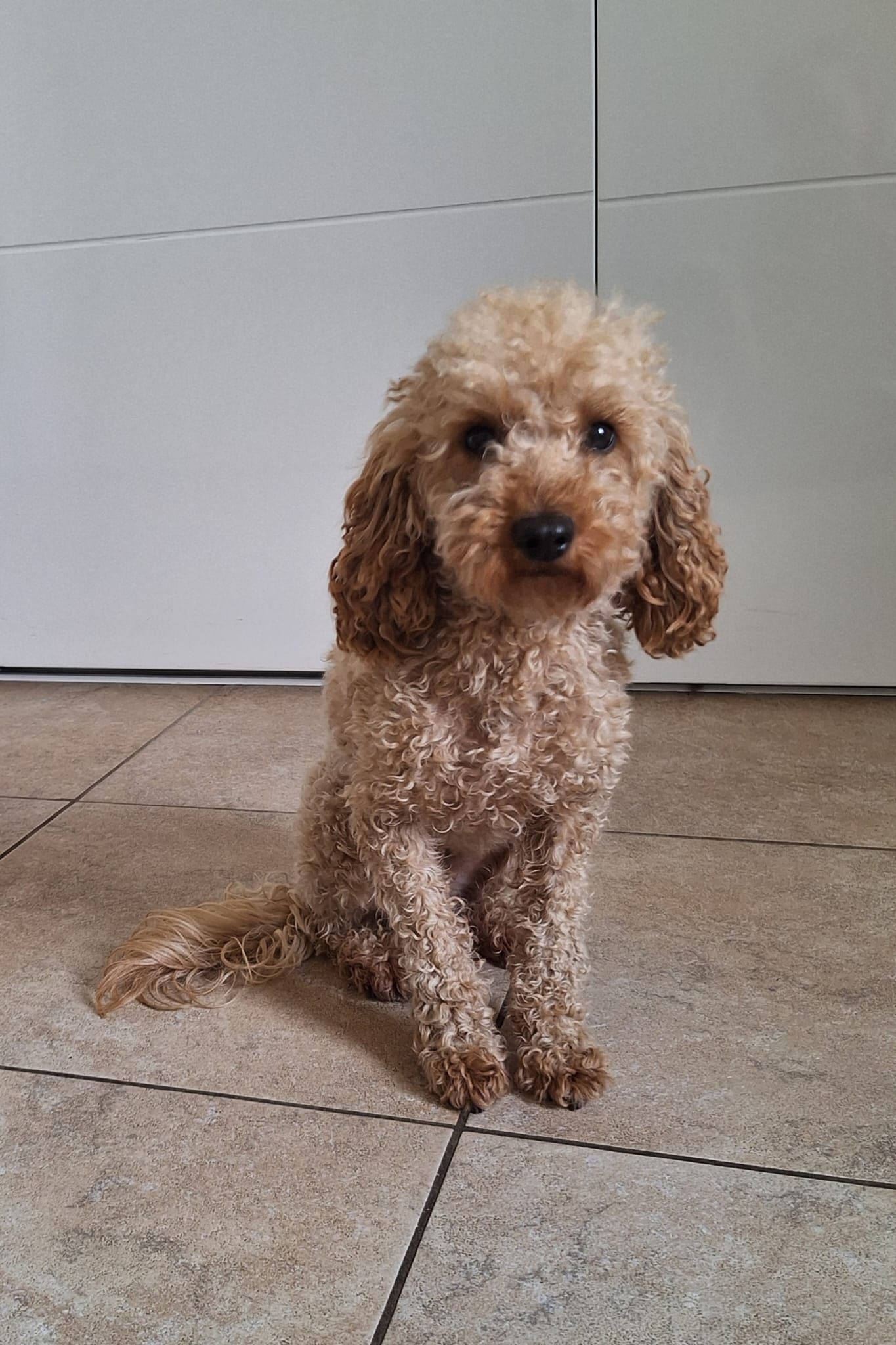 Een klein, lichtbruin hondje met krullen zit op een tegelvloer voor een witte deur.