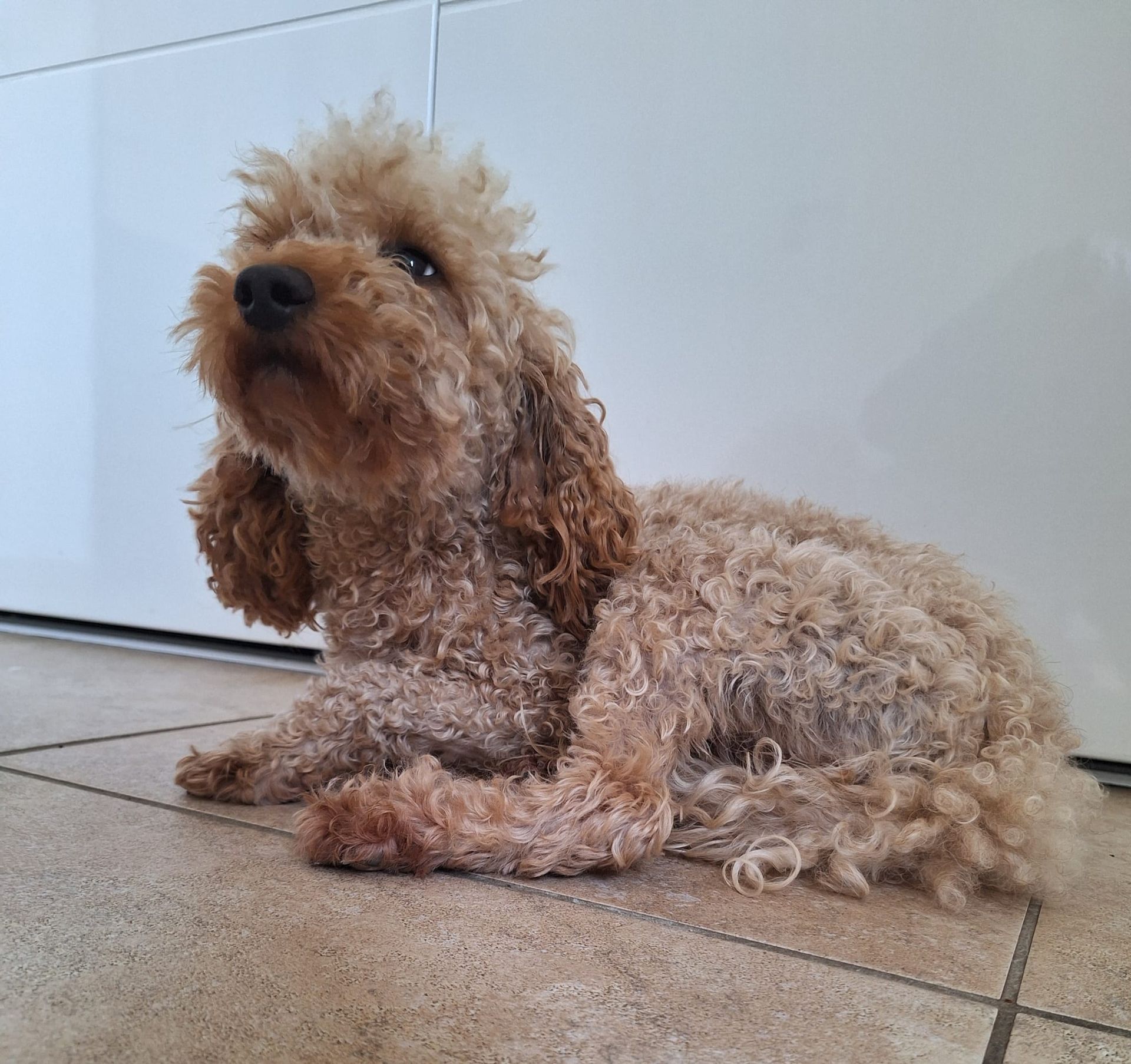 Een bruine hond met krullen ligt op een tegelvloer tegen een witte muur en kijkt alert.
