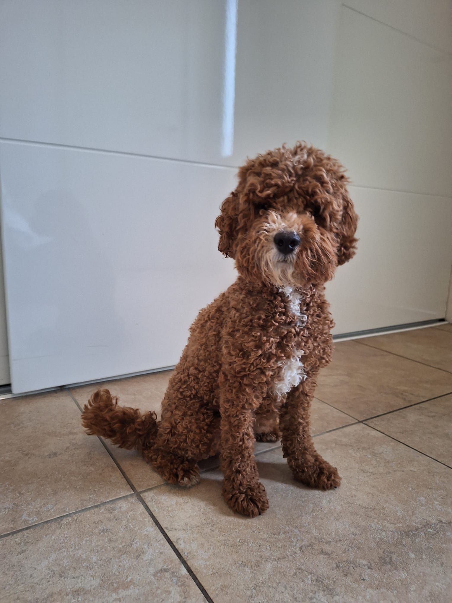 Een bruine hond met krullen zit binnen op een tegelvloer en kijkt in de camera.