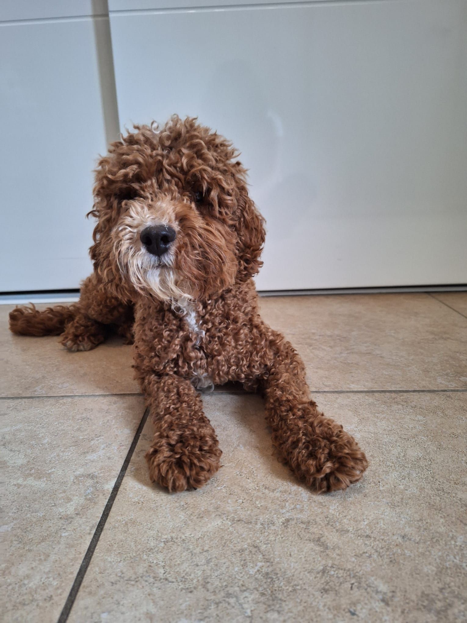 Een bruine hond met krullen ligt op een tegelvloer binnenshuis, met zijn gezicht naar de camera.