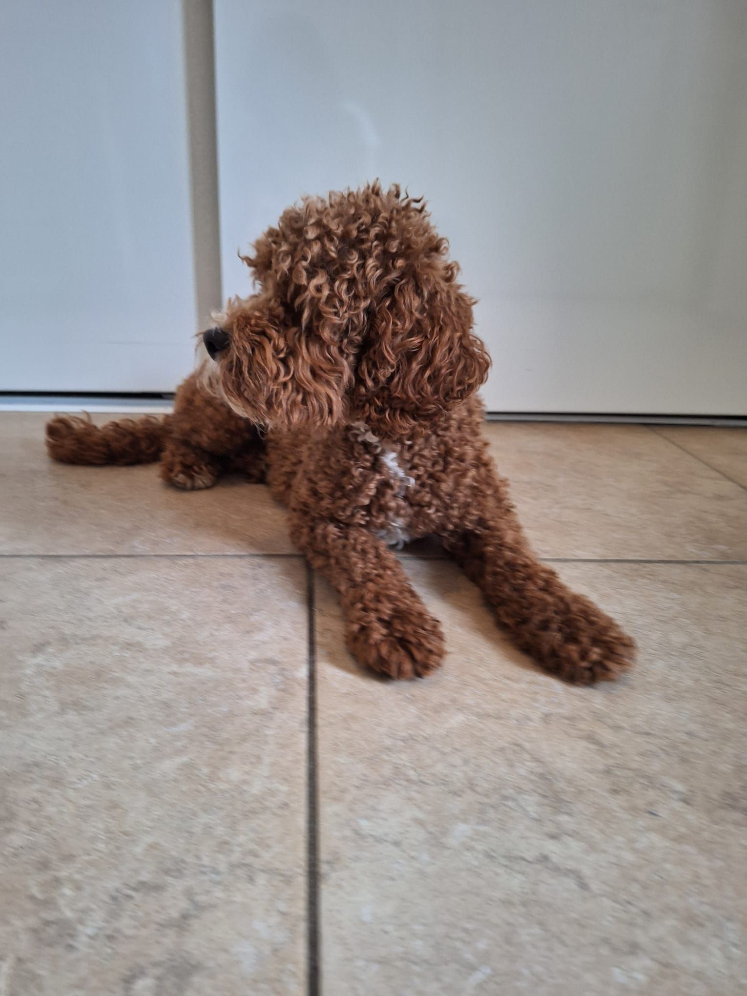 Een bruine hond met krullend haar ligt op een tegelvloer voor een witte deur.