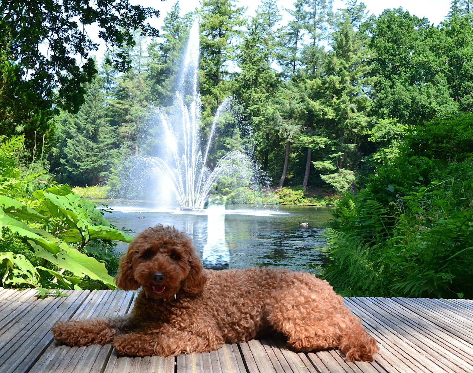 Een bruine hond ligt op een houten terras bij een vijverfontein, omringd door weelderige groene bomen.