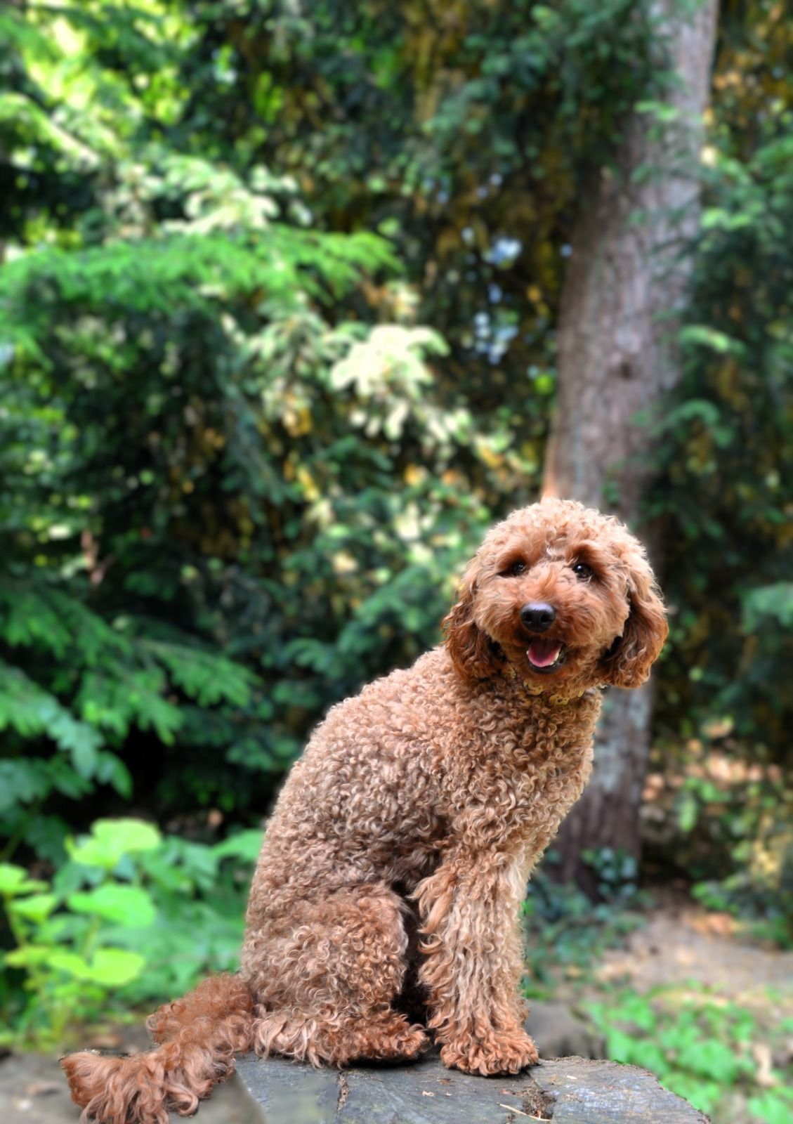 Een bruine hond met krullend haar zit buiten op een pad met groene bomen op de achtergrond.