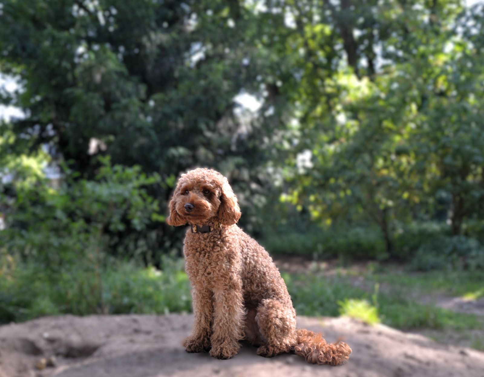 Een bruine hond met krullen zit op een rots in een park met veel bomen op de achtergrond.